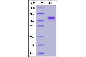 Image no. 2 for CD40 Ligand (CD40LG) (AA 116-261) (Active) protein (DYKDDDDK Tag,His tag) (ABIN6952262)