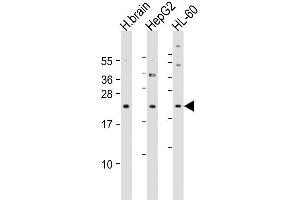 Image no. 3 for anti-Prepronociceptin (PNOC) (AA 126-151) antibody (ABIN653261)