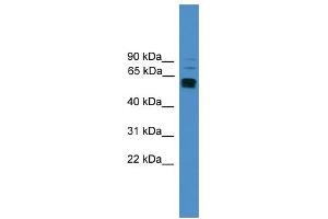 Image no. 1 for anti-Lymphocyte-Activation Gene 3 (LAG3) (C-Term) antibody (ABIN2787950)