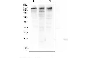 Image no. 6 for anti-E1A Binding Protein P300 (EP300) (AA 2065-2414) antibody (ABIN3042372)