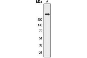 Image no. 1 for anti-Cubilin (Intrinsic Factor-Cobalamin Receptor) (CUBN) (N-Term) antibody (ABIN2707458)