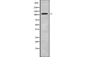 Image no. 1 for anti-Solute Carrier Family 4, Sodium Bicarbonate Cotransporter, Member 9 (SLC4A9) antibody (ABIN6265138)