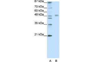 Image no. 3 for anti-Serotonin Receptor 1A (HTR1A) (N-Term) antibody (ABIN2792271)