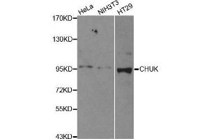 IKK alpha Antikörper  (C-Term)