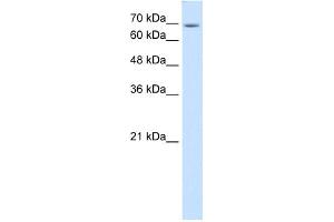 Image no. 1 for anti-Ubiquitin Specific Peptidase 48 (USP48) (C-Term) antibody (ABIN2782018)
