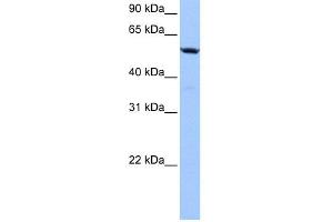 C18orf54 antibody  (Middle Region)