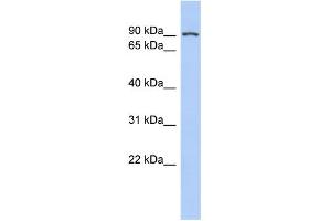 Image no. 1 for anti-Transducin-Like Enhancer of Split 1 (E(sp1) Homolog, Drosophila) (TLE1) (N-Term) antibody (ABIN2779588)