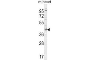 Image no. 2 for anti-Zinc Finger and BTB Domain Containing 42 (ZBTB42) (AA 44-73), (N-Term) antibody (ABIN955630)