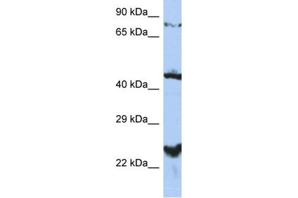 anti-MRS2 Magnesium Homeostasis Factor Homolog (MRS2) (Middle Region) antibody