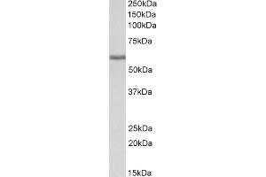 Image no. 2 for anti-Fibrinogen beta Chain (FGB) (AA 177-190) antibody (ABIN1782152)