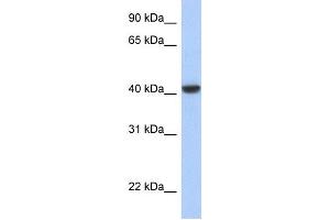 Image no. 1 for anti-Jun Proto-Oncogene (JUN) (N-Term) antibody (ABIN2792650)