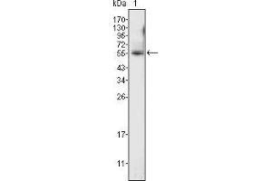 Image no. 2 for anti-Ets Variant 4 (ETV4) (AA 50-109) antibody (ABIN969121)