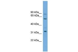 Image no. 1 for anti-phosphatidylserine Synthase 2 (PTDSS2) (Middle Region) antibody (ABIN2783986)