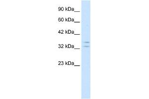 Image no. 1 for anti-POU Class 1 Homeobox 1 (POU1F1) (N-Term) antibody (ABIN2777284)
