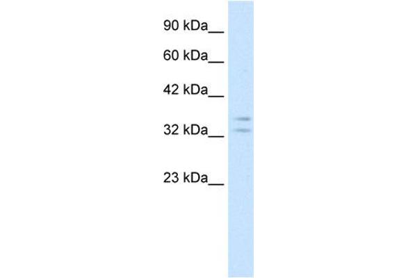 POU1F1 Antikörper  (N-Term)