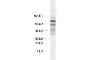 Image no. 2 for anti-Synapsin III (SYN3) (AA 417-434) antibody (ABIN1742209)