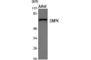 Image no. 1 for anti-Dystrophia Myotonica-Protein Kinase (DMPK) (N-Term) antibody (ABIN3184320)