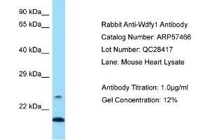 Image no. 1 for anti-WD Repeat and FYVE Domain Containing 1 (WDFY1) (N-Term) antibody (ABIN2787238)