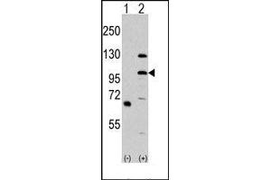 Image no. 1 for anti-Mitogen-Activated Protein Kinase Kinase Kinase MLK4 (KIAA1804) (N-Term) antibody (ABIN360429)
