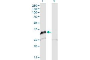 Western Blot analysis of SNAI2 expression in transfected 293T cell line by SNAI2 MaxPab polyclonal antibody.