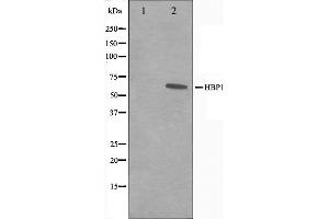 Image no. 1 for anti-HMG Box-Containing Protein 1 (HBP1) (Internal Region) antibody (ABIN6262154)