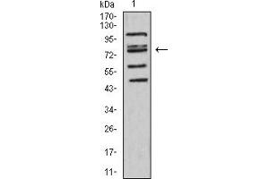 Image no. 2 for anti-Forkhead Box P2 (FOXP2) (AA 641-740) antibody (ABIN5865940)