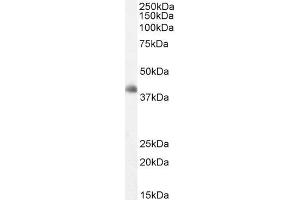 Image no. 3 for anti-DKK3 (C-Term) antibody (ABIN184709)