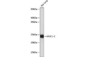 Western blot analysis of extracts of Rat lung, using MUC1 antibody (ABIN7268687) at 1:1000 dilution.