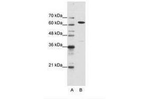 Image no. 2 for anti-Nuclear RNA Export Factor 1 (NXF1) (N-Term) antibody (ABIN203227)