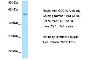 Image no. 1 for anti-Cell Division Cycle 40 (CDC40) (N-Term) antibody (ABIN2789853)