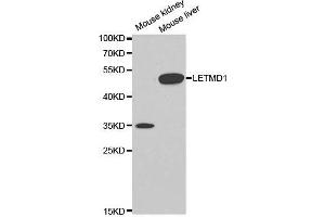 Image no. 1 for anti-LETM1 Domain Containing 1 (LETMD1) antibody (ABIN3023041)