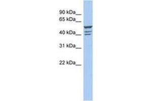 Image no. 1 for anti-Zinc Finger Protein 140 (ZNF140) (C-Term) antibody (ABIN6742762)