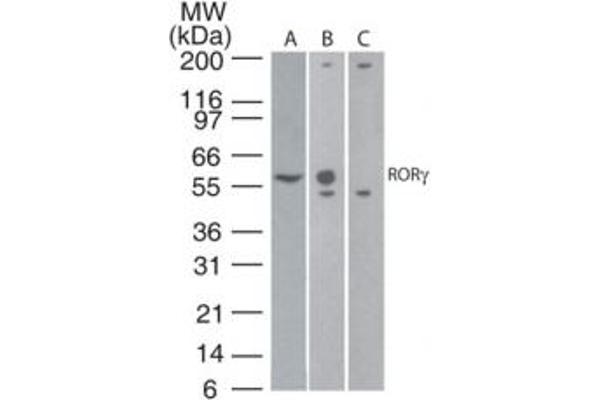 RORC 抗体  (AA 1-50)