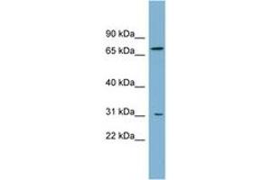 Image no. 1 for anti-ATP-Binding Cassette, Sub-Family D (Ald), Member 3 (ABCD3) (AA 143-192) antibody (ABIN6743192)