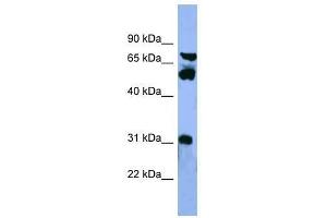 Image no. 1 for anti-Cytochrome P450, Family 8, Subfamily B, Polypeptide 1 (CYP8B1) (Middle Region) antibody (ABIN929451)