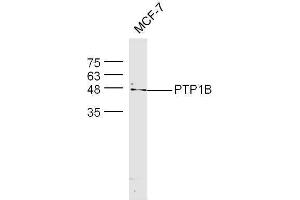 Image no. 2 for anti-Protein tyrosine Phosphatase, Non-Receptor Type 1 (PTPN1) (AA 1-100) antibody (ABIN725975)