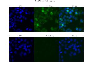 Image no. 3 for anti-Splicing Factor 3a, Subunit 1 (SF3A1) (N-Term) antibody (ABIN2778958)