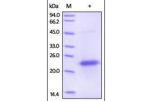 VEGF Protein (AA 27-191) (His tag)