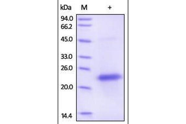 VEGF Protein (AA 27-191) (His tag)