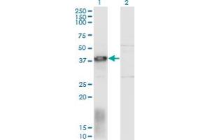 Image no. 1 for anti-ELL Associated Factor 1 (EAF1) (AA 1-268) antibody (ABIN529892)