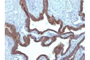 Image no. 3 for anti-Keratin 7 (KRT7) antibody (ABIN6939874)