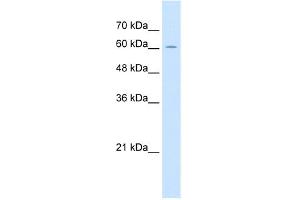 Image no. 1 for anti-Zona Pellucida Glycoprotein 2 (ZP2) (C-Term) antibody (ABIN2782230)