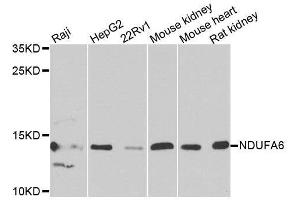 Image no. 2 for anti-NADH Dehydrogenase (Ubiquinone) 1 alpha Subcomplex, 6, 14kDa (NDUFA6) antibody (ABIN6144463)