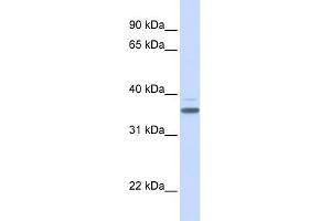 Image no. 1 for anti-D Site of Albumin Promoter (Albumin D-Box) Binding Protein (DBP) (Middle Region) antibody (ABIN2787482)