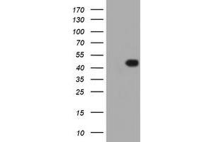 Image no. 1 for anti-Forkhead Box I1 (FOXI1) (AA 111-350) antibody (ABIN1490844)