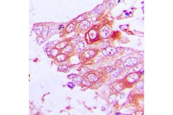 MUC13 antibody  (C-Term)