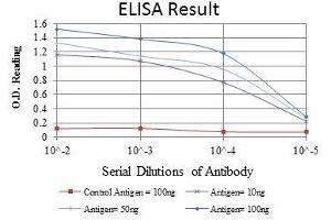Image no. 2 for anti-Aurora Kinase A (AURKA) antibody (ABIN968972)