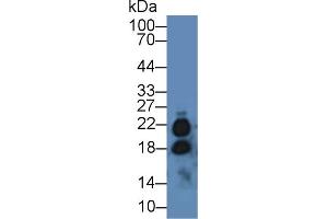 IL-17 anticorps  (AA 20-155)