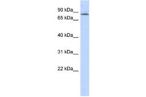 Image no. 1 for anti-Amyloid beta (A4) Precursor Protein-Binding, Family B, Member 2 (APBB2) (Middle Region) antibody (ABIN2786292)