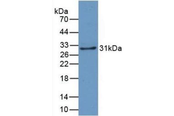 CRYL1 antibody  (AA 24-232)